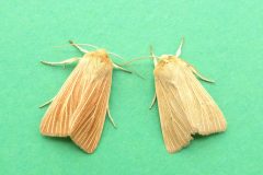 Mythimna pallens - Common Wainscot - Kirk Smeaton