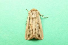 Mythimna comma - Shoulder-striped Wainscot - Kirk Smeaton