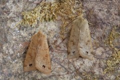 Anorthoa munda - Twin-spotted Quaker, Austerfield.