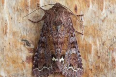 Ceramica pisi - Broom Moth, Austerfield.