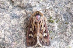 Cerapteryx graminis - Antler Moth, Austerfield.