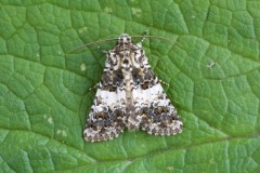 Hadena compta,- Varied Coronet, Austerfield.