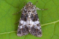 Hadena compta,- Varied Coronet, Austerfield.