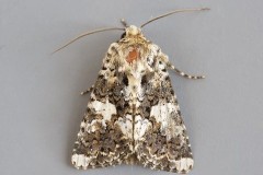 Hadena confusa - Marbled Coronet, Austerfield.