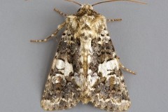 Hadena confusa - Marbled Coronet, Austerfield.