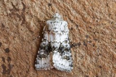 Hecatera bicolorata - Broad-barred White, Austerfield.