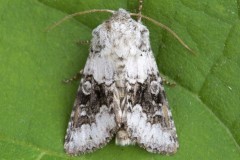 Hecatera bicolorata - Broad-barred White, Austerfield.