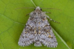 Hecatera dysodea - Small Ranunculus, Austerfield.