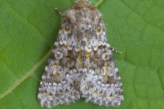 Hecatera dysodea - Small Ranunculus, Austerfield.