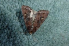 Lacanobia olerace - Bright-line Brown-eye, Cusworth Lane, Doncaster