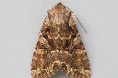 Lacanobia thalassina - Pale-shouldered Brocade, Austerfield.