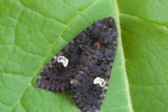 Melanchra persicariae - Dot Moth, Austerfield.