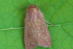 Mythimna albipuncta - White-point, Woodside Nurseries, Austerfield.