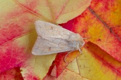 Mythimna vitellina - The Delicate, Austerfield.