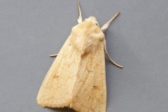 Mythimna vitellina - The Delicate, Austerfield.