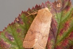 Orthosia cerasi - Common Quaker, Austerfield.