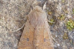 Orthosia cruda - Small Quaker, Austerfield.