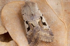 Orthosia gothica - Hebrew Character, Austerfield.