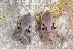 Orthosia gothica - Hebrew Character, Austerfield.