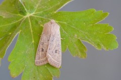 Orthosia gracilis - Powdered Quaker, Austerfield.