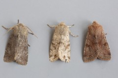 Orthosia incerta - Clouded Drab, Austerfield.