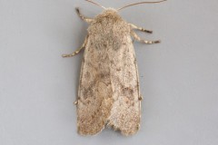 Orthosia populeti - Lead-coloured Drab, (female), Austerfield.