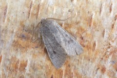 Orthosia populeti - Lead-coloured Drab, (male), Austerfield.