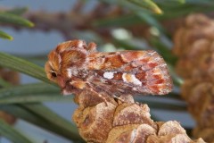 Panolis flammea - Pine Beauty, Austerfield.