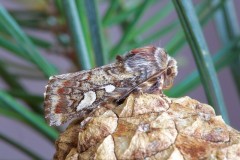 Panolis flammea - Pine Beauty, Austerfield.