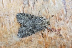 Polia nebulosa - Grey Arches, Austerfield.