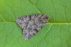 Polia nebulosa - Grey Arches, Austerfield.