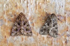 Sideridis rivularis - The Campion, Austerfield.