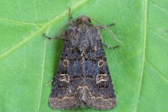 Tholera cespitis - Hedge Rustic, Austerfield.