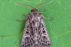 Tholera decimalis - Feathered Gothic, Austerfield.