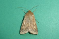 Helicoverpa armigera - Scarce Bordered Straw - Kirk Smeaton