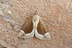 Hypena crassalis - Beautiful Snout, Austerfield.