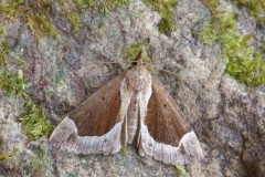 Hypena crassalis - Beautiful Snout, Woodside Nurseries, Austerfield.