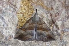 Hypena proboscidalis - The Snout, Austerfield.