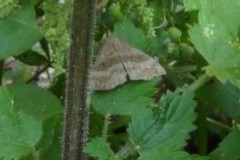 Hypena proboscidalis, Cusworth Hall & Park.