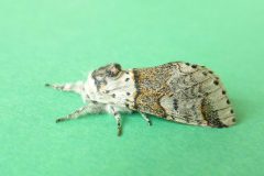 Furcula furcula - Sallow Kitten - Kirk Smeaton