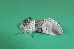 Furcula bifida - Poplar Kitten - Kirk Smeaton