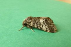 Drymonia ruficornis - Lunar Marbled Brown - Kirk Smeaton