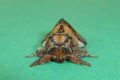 Notodonta ziczac - Pebble Prominent - Kirk Smeaton