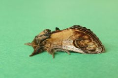 Notodonta ziczac - Pebble Prominent - Kirk Smeaton