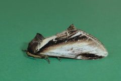 Pheosia gnoma - Lesser Swallow Prominent - Kirk Smeaton