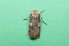 Agrotis puta puta - Shuttle-shaped Dart female - Kirk Smeaton