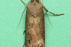 Agrotis ipsilon - Dark Sword-grass - Kirk Smeaton