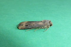 Agrotis ipsilon - Dark Sword-grass - Kirk Smeaton