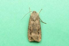 Agrotis ipsilon - Dark Sword-grass - Kirk Smeaton