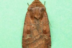 Diarsia rubi - Small Square-spot -  Kirk Smeaton